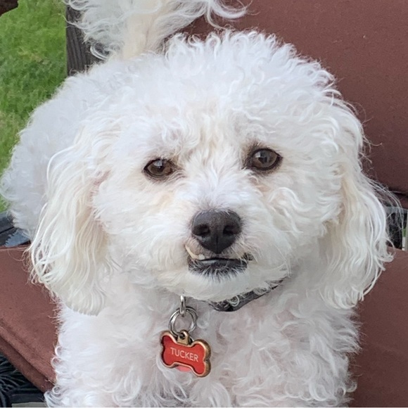 Meet your Posher, Jewlz - Picture 1 of 1